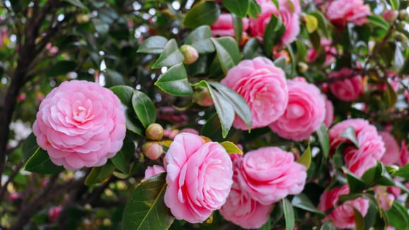 Seu jardim vai ficar muito mais bonito com essas flores: essas 5 espécies são fáceis de cuidar, elegantes e luxuosas