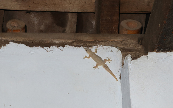 Se lagartixas aparecem o tempo todo na sua casa, a ciência diz que isso não é coincidência