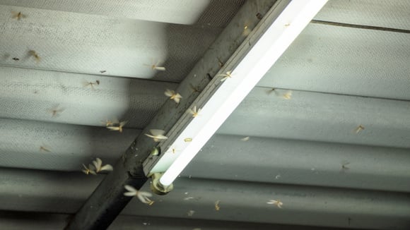 O que são os bichinhos de luz que aparecem nessa época do ano e como evitá-los em casa?