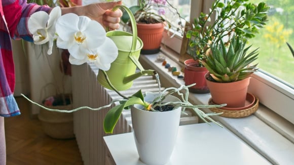 Basta regar uma vez por mês com 1 ingrediente de cozinha e suas orquídeas vão explodir flores