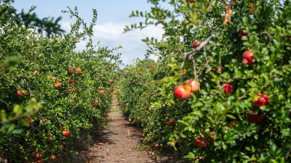 A incrível "fruta dos milagres" é uma das estrelas deste sítio de SC com mais de 2 mil espécies raras e exóticas do mundo