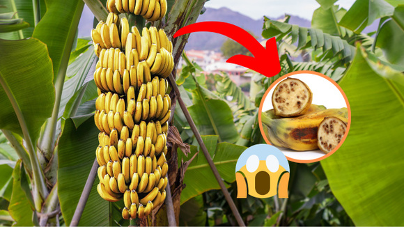 Os dias da banana como a conhecemos estão contados. Uma pequena variedade australiana quer salvá-la