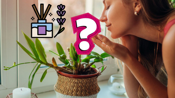 Folha barata é o aromatizador de ambiente natural que ainda enfeita a sua casa: aprenda como fazer o arranjo