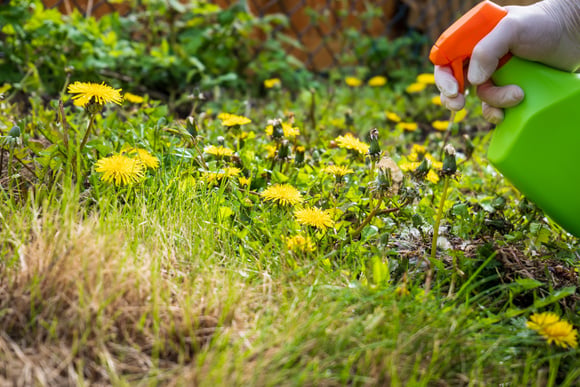 As soluções mais baratas e fáceis de lidar com ervas daninhas em jardins (com estratégias simples para evitá-las!)