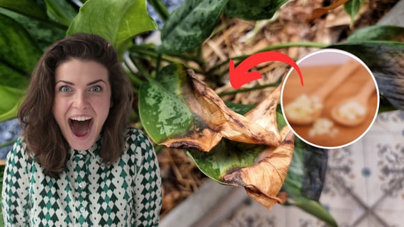 Plantas livres de pragas 365 dias por ano com este remédio caseiro usando apenas um tempero que todo mundo tem na cozinha
