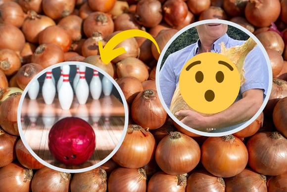 Esta cebola pesa mais que uma bola de boliche: descubra como e onde o vegetal gigante foi cultivado
