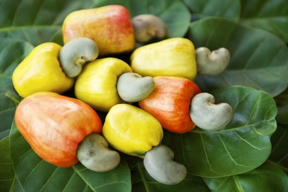 Por essa você não esperava: caju não é fruta e sua castanha é, na verdade, uma amêndoa