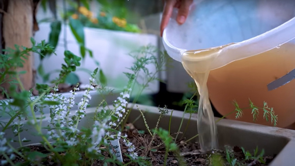 Receita de adubo de arroz (não pode ser parboilizado!) deixa o solo vivo e ajuda no crescimento de flores e frutas nas suas plantas