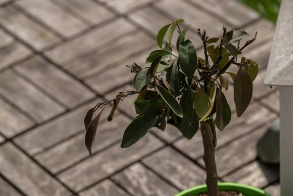 O excesso de água pode causar ainda mais danos às plantas. (créditos: Shutterstock)