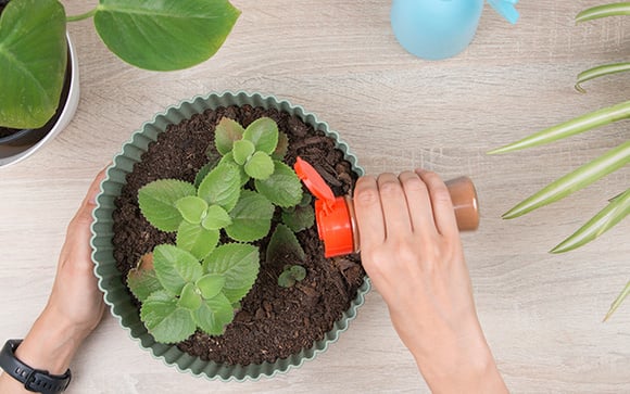 Por que os jardineiros recomendam polvilhar canela na terra das plantas e para que ela serve?