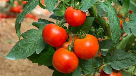 Pouca gente sabe, mas essa técnica alemã de jardinagem pode dobrar a produção dos seus tomates