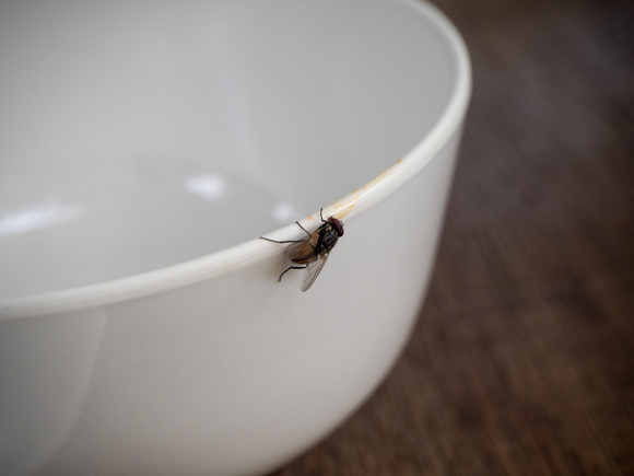 O truque caseiro que elimina radicalmente as moscas na sua casa: eficaz, econômico e natural