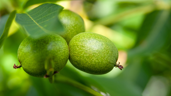 Fruta do Nordeste chama a atenção por misturar sabor doce e azedo em apenas uma mordida