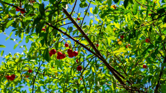 Fruta o ano inteiro: descubra a árvore ideal para cultivar em casa e fazer sucos e geleias com o TudoGostoso