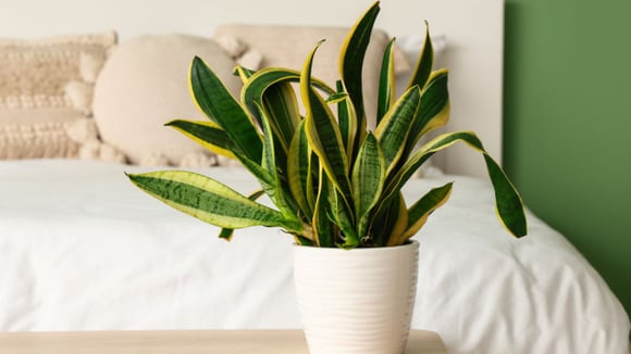 Resistente e fácil de cuidar, a espada-de-São-Jorge é uma das plantas mais indicadas para ambientes internos (Créditos: Shutterstock)
