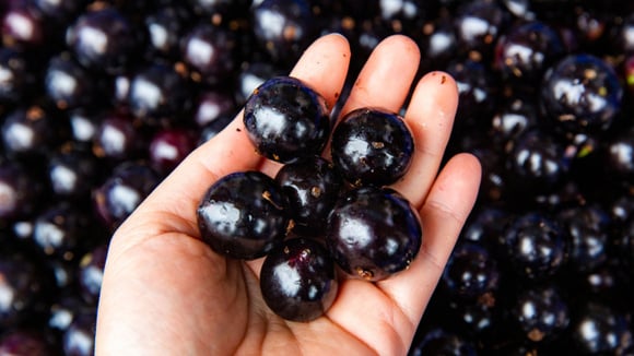 Jabuticabas são frutinhas deliciosas, mas quantas pode comer por dia? Veja a quantidade!