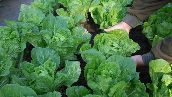 Os 3 vegetais ideais para plantar em casa em junho: podem ser cultivados em pouco tempo