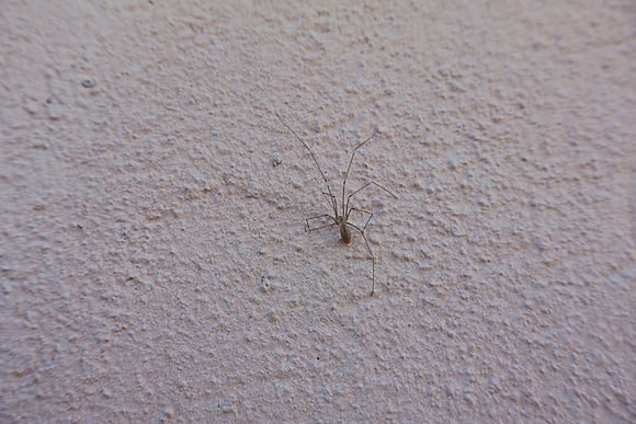 Nem toda dica funciona: veja quais truques caseiros realmente ajudam a afastar as aranhas e quais evitar