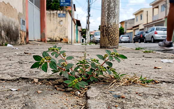 Planta comum que nasce nas calçadas pode trazer muitos benefícios para a saúde e você só precisa de 1 folha