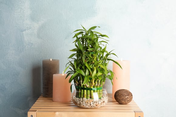 Essa planta asiática popular deve estar na sua casa se você deseja sorte e prosperidade para 2025
