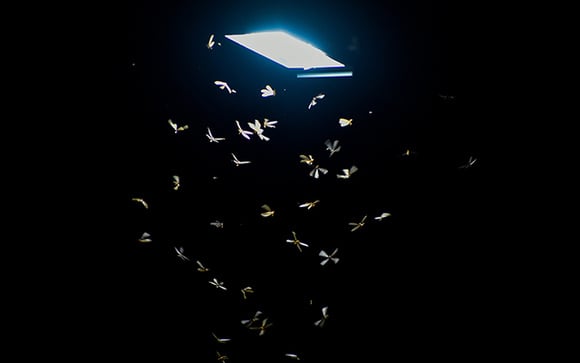 Época dos bichinhos de luz: saiba por que eles aparecem, se fazem mal à saúde e como evitá-los em casa