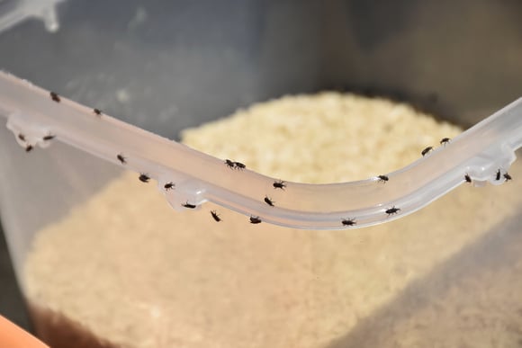 Notou isso na farinha de trigo? Esse sinal indica que é hora de jogar o ingrediente fora