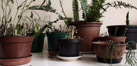O que significa quando todas as suas plantas morrem, segundo a psicologia (a culpa pode ser sua!)