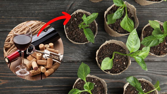 O seu jardim vai explodir com esse truque delicioso: você bebe o vinho e usa esse item nas plantas