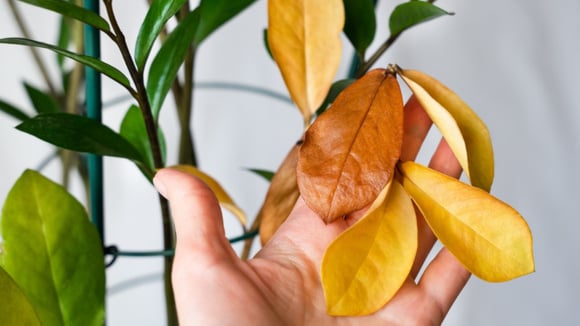 Surgiram folhas amarelas na minha zamioculca e essas dicas salvaram a planta