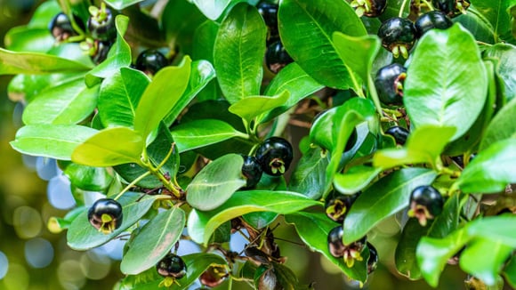 Ainda pouco conhecida, a grumixameira tem folhas verdes brilhantes e frutos pequenos que lembram pequenas cerejas (Créditos: Shutterstock)