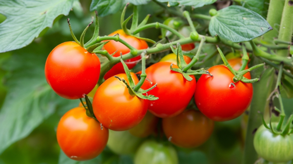 Poucas pessoas sabem, até 90% dos jardineiros erram: regar ou não regar os tomates após o plantio no solo?