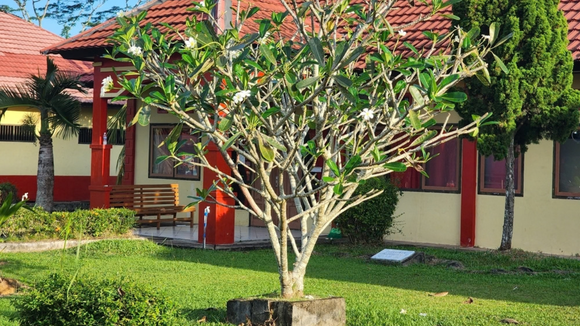 A melhor árvore frutífera para ter em casa: é fácil de cuidar, não danifica o solo e dá frutos deliciosos e nutritivos