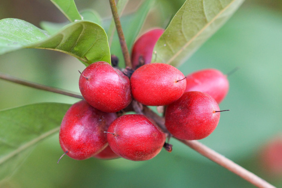 Fruta mais doce do mundo parece uma sobremesa e você pode cultivar em casa de um jeito muito fácil