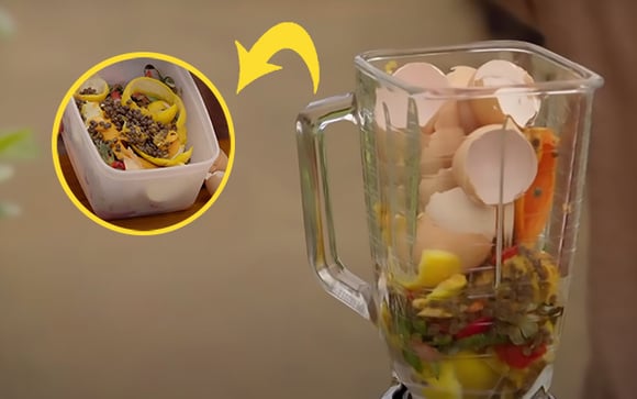 Adubo caseiro de liquidificador com cascas e restos de alimentos da sua cozinha: essa é a melhor receita para deixar as suas plantas mais fortes!