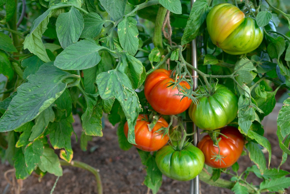 Charles Dowding, um horticultor, explica por que os tomates devem ser colhidos ainda verdes: "Eles amadurecem muito bem fora da planta"
