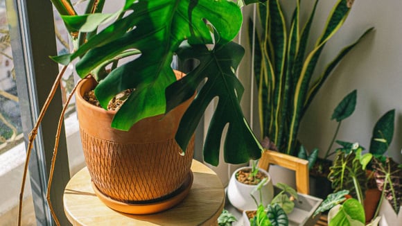 Truque com babosa mantém as plantas vivas por alguns dias sem rega (Créditos: Canva)