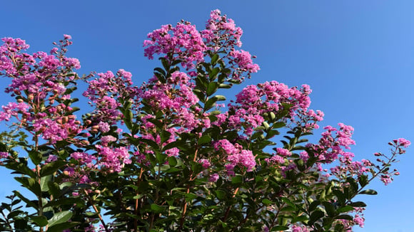 Resistente e pouco exigente, a murta-chinesa é uma aliada de quem quer um jardim bonito sem complicação. (Foto: Shutterstock)