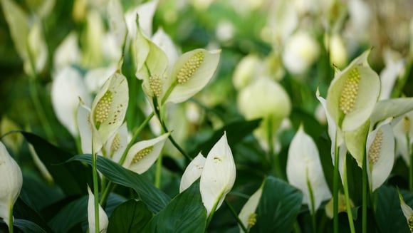 O que fazer quando o lírio-da-paz não floresce: essas são as mudanças no cuidado com a planta que farão as flores aparecerem