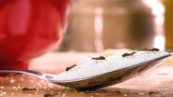 Chega de formigas na cozinha: coloque este tempero que você já tem na despensa nos cantos da bancada e veja o efeito imediato