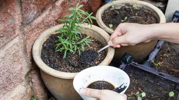 Misturar borra de café com vinagre: por que os jardineiros experientes recomendam e para que serve?