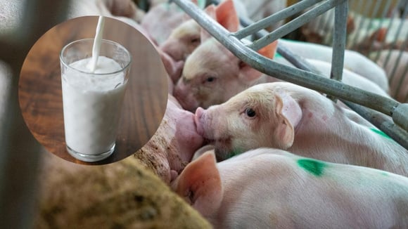 O leite de porca tem um valor nutricional superior ao do leite de vaca, mas por que não é comercializado? Especialistas revelam 3 razões principais