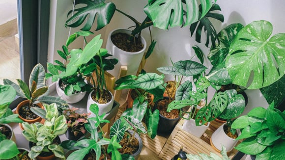 Minhas plantas sobrevivem às viagens sem rega graças a este truque com babosa: basta misturar com água antes de sair de casa