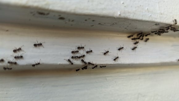 O que significa ter formigas em casa mesmo quando o ambiente está limpo e organizado?