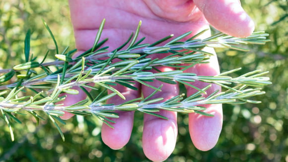 Os detalhes fazem toda a diferença no desenvolvimento dessa erva aromática (Créditos: Magnific)