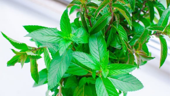 A hortelã-pimenta tem um aroma intenso que funciona como repelente natural contra insetos (Créditos: Shutterstock)