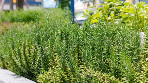 Demorei, mas descobri qual é o melhor lugar para plantar o alecrim: mantenha-o sempre longe das…