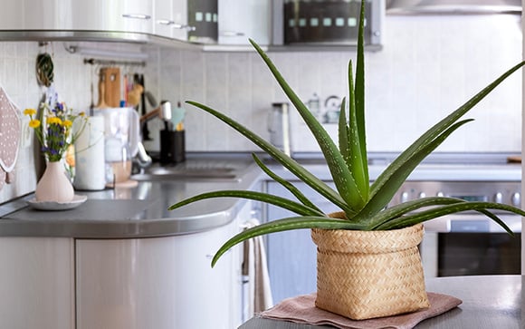 A inteligência artificial revelou o lugar certo para colocar essa planta e atrair abundância no final do ano (e manter as energias ruins bem longe!)