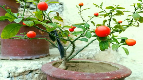 Como plantar tomate em vaso e colher frutos mesmo tendo pouco espaço em casa