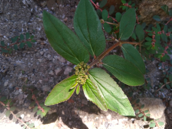 Planta comum que nasce nas calçadas pode trazer muitos benefícios para a saúde e você só precisa de 1 folha