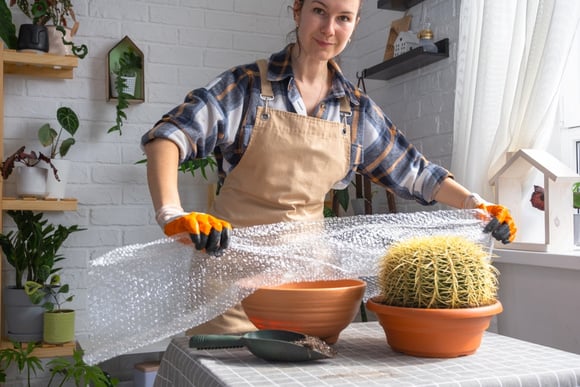 Se você tiver plástico bolha em casa, não estoure: é um tesouro para suas plantas, segredo dos jardineiros é revelado